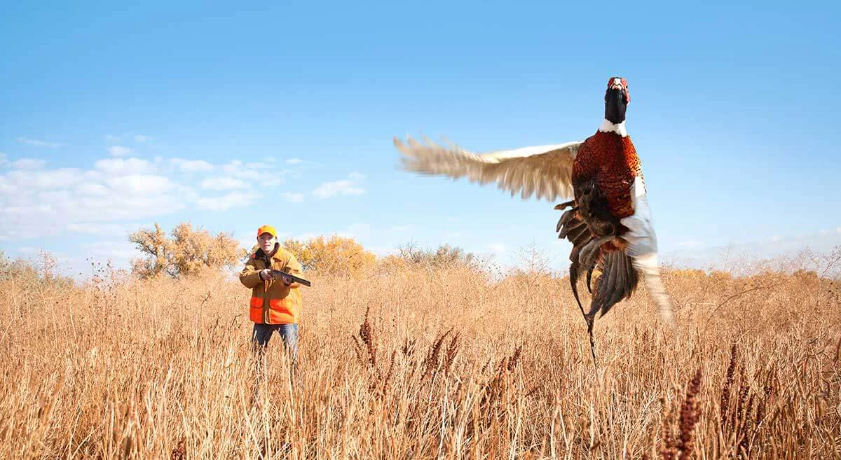 Flush of a South Dakota Rooster